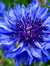 LaFleurBleue