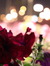 Aldana Al-Maadeed