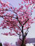 Sakura Yue Michaelis