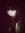 Cristine
