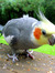 BirdBrian's ghost