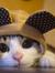 Tabby