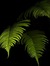 Oceana Fern {Assorted Insanity}
