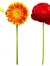 Carolyn S