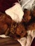 Jenn at Tale of Two Doxies